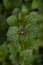 Stem plant peppermint with a navy, a view from above