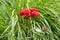 Stem of red garden rose against the grass