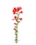 Stem of red Ipomopsis aggregata Hummingbird mix flowers isolated
