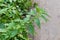 Stem of the stinging nettle on a blurred background