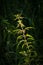 Stem of stinging nettle illuminated by light on dark background