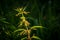 Stem of stinging nettle illuminated by light on dark background