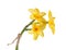 Stem with three flowers of a yellow daffodil cultivar isolated
