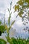 Stem with white flowers of Watsonia borbonica in a garden