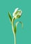 Stem with white-green tulip on a green background with copy space. Postcard