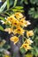 Stem of Yellow Dendrobium Orchid Flowers Covered in Raindrops