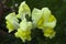 Stem of yellow snapdragons