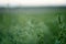 Stem of a young alfalfa on blurred background