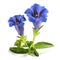 Stemless gentian