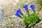 Stemless gentian Gentiana acaulis