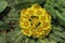 `Stemless Inula` flowers -  Inula Rhizocephala