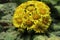 `Stemless Inula` flowers -  Inula Rhizocephala