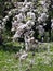 Stemmed flowering apple branches with flowers against the background of flowering grass.