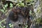 Stemonitis fusca on an old fallen tree