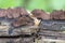 Stemonitis fusca on an old fallen tree, macro shot