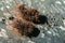 Stemonitis like hedgehog or pile of carpet. Stemonitis, known as tube slime mold on grey old oak wood.