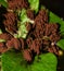 Stemonitis splendens or Chocolate Tube Slime Mold