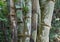 Stems bamboo tree in white mildew