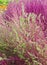 Stems of belvedere summer cypress Kochia closeup