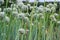 Stems of blooming onion on a field in overcast weather