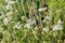 Stems of the blooming yarrow, close-up in selective focus