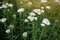 Stems of the blooming yarrow, close-up in selective focus