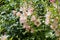 Stems of blossom light purple alcea on blurred background