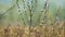 Stems of chicory with blue flowers on sunny summer morning