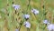 Stems of chicory with blue flowers swaying in gentle breeze on sunny summer day