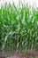 Stems of corn with fresh verdant leaves cultivated in agricultural field of countryside. Corn cobs in plantation field