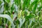 Stems of corn with fresh verdant leaves cultivated in agricultural field of countryside. Corn cobs in plantation field