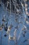 Stems of dried flower seed pods in basket in desert