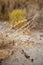 Stems of dried flower seed pods in basket in desert