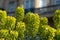 Stems of the euphorbia plant, photographed on a sunny March day in central London.