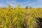 Stems of flowering Canadian goldenrod against of the other plants