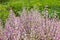 Stems of flowering salvia on a blurred background