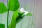 The stems and flowers of a pea plant close-up.