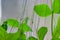 The stems and flowers of a pea plant close-up.