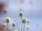 Stems and fruits of plants of the poppy flower growing in a gent