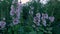 Stems of the hollyhock with white-purple flowers