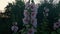 Stems of the hollyhock with white-purple flowers at sunset