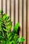 Stems and leaves of a dolar tree on the background of wooden vertical planks