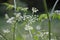 The stems, leaves and flowers of yarrow on a blurred green background.
