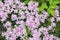 Stems, petals, corollas, leaves in the flower bed in the garden