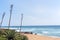 Stems of Sisal Plant Against Beach Ocean and Skyline