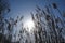 Stems of thatching reed at the sunrise stock image