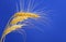 Stems of wheat against blue sky