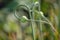 Stems of winter garlic, twisted in a spiral