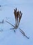 stems withered from frost winter dry thickets