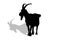 The stencil of the black goat with a shadow